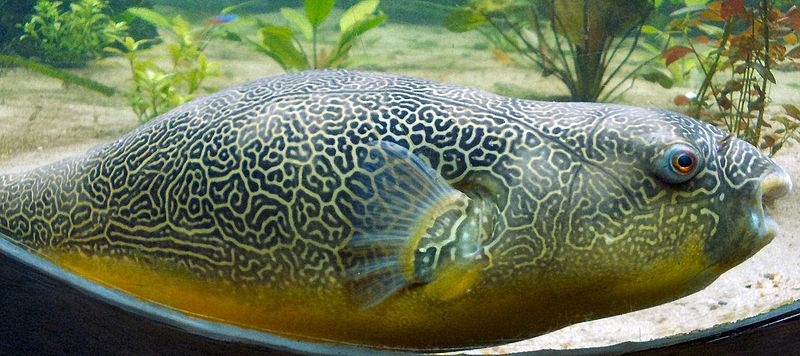 800px-Giant_Puffer_fish_skin_pattern.JPG