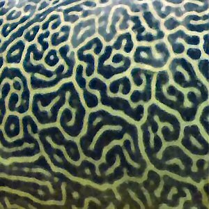 Giant_Pufferfish_skin_pattern_detail.jpg