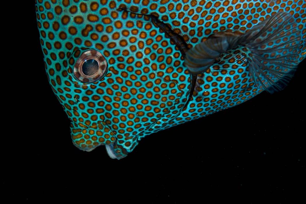 fish_spots.jpg