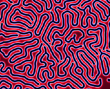 madrepore_simulation_stripes1.png